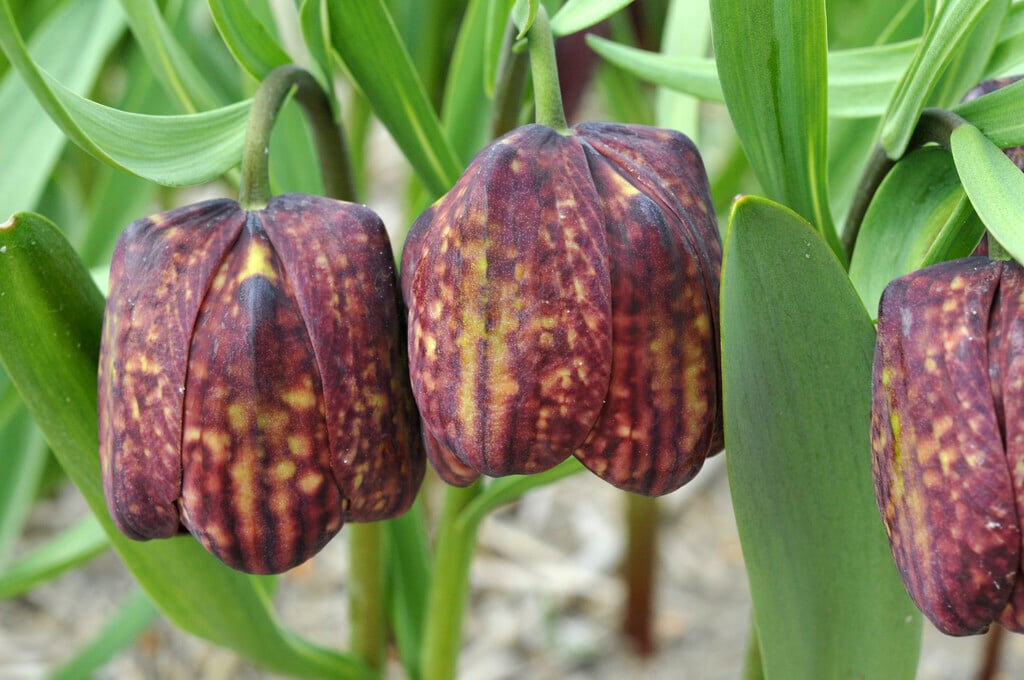 broad-leaved fritillary