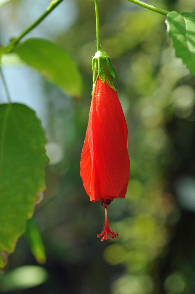 Turk's cap