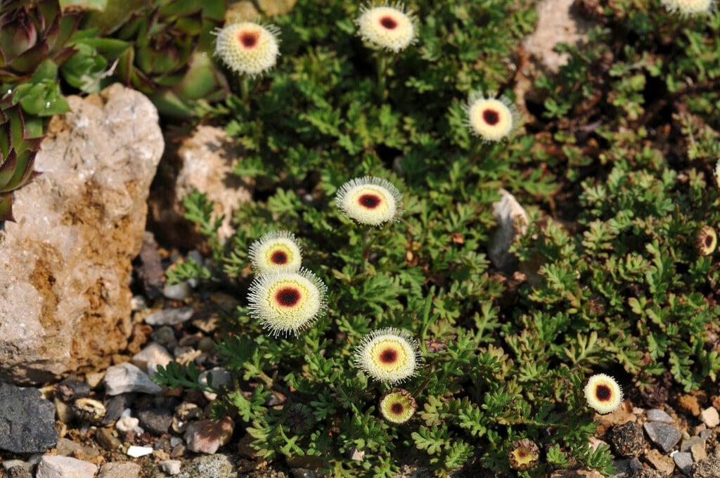<i>Leptinella</i> <i>atrata</i>