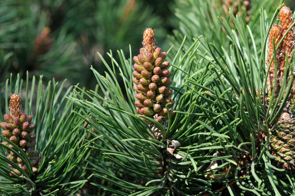 <i>Pinus</i> <i>mugo</i> subsp. <i>uncinata</i>