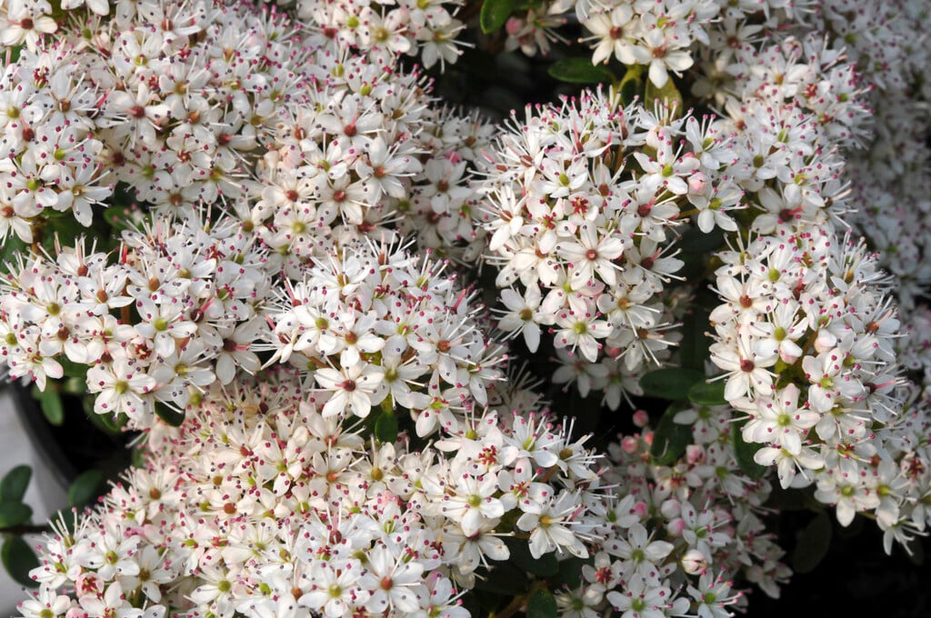 Leiophyllum buxifolium | sand myrtle Alpine Rockery/RHS Gardening