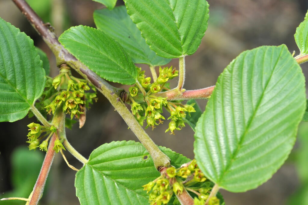 alpine buckthorn