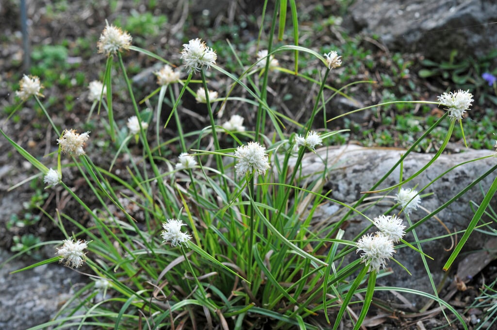 snow sedge