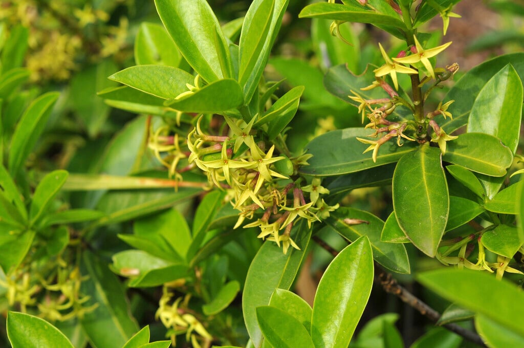 twin-flowered daphne