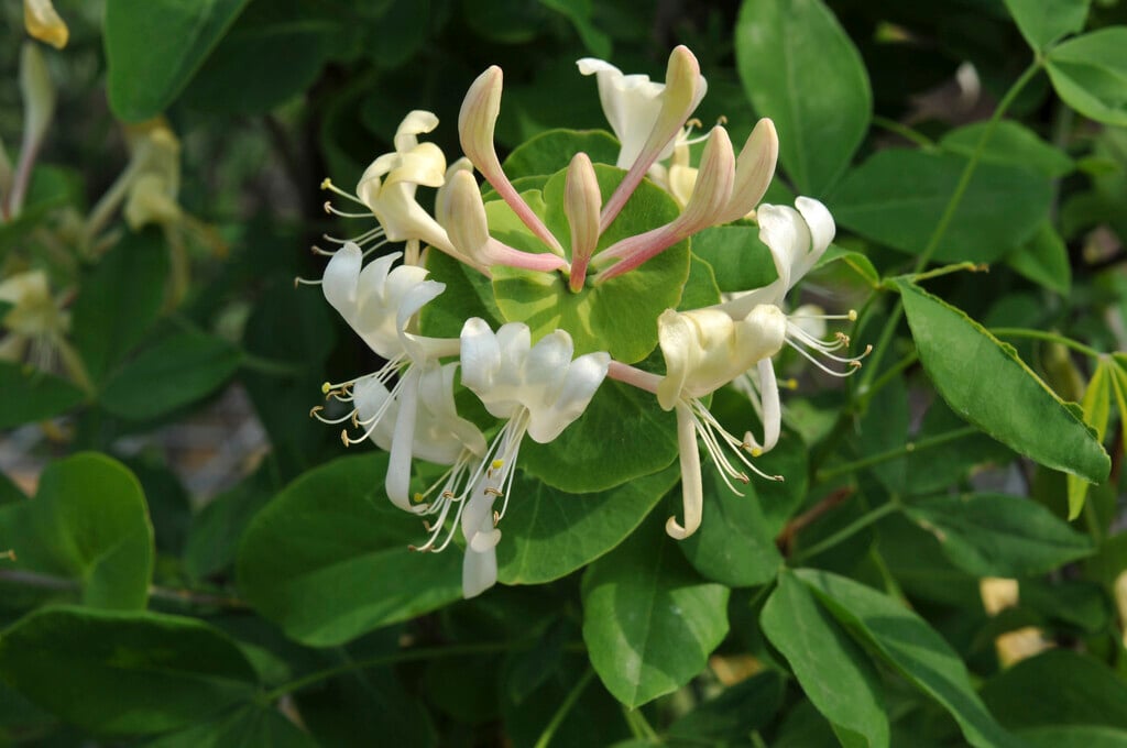 perfoliate honeysuckle