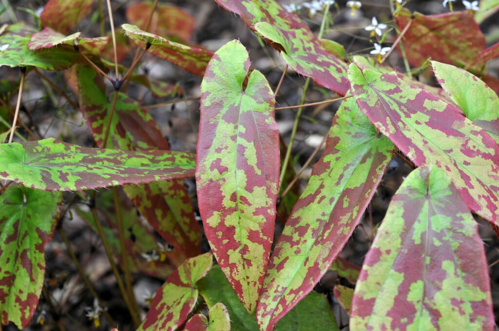 <em>Epimedium</em> <em>myrianthum</em>