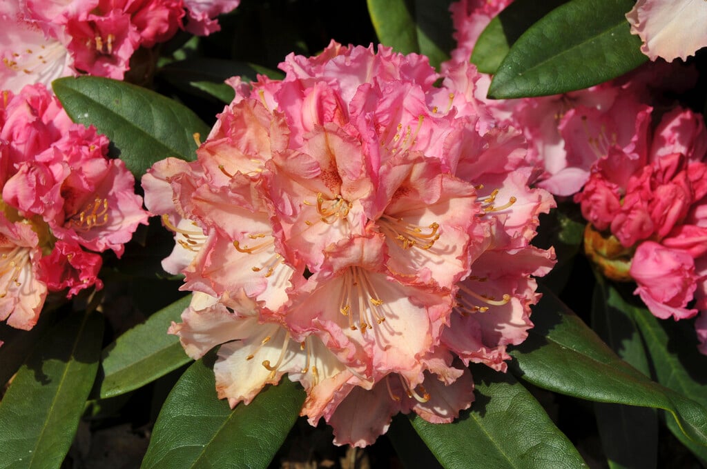 <i>Rhododendron</i> 'Arabella'