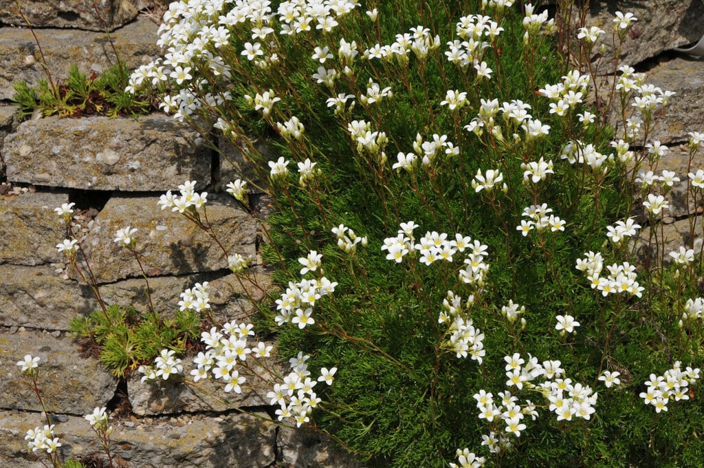 channel-leaved saxifrage