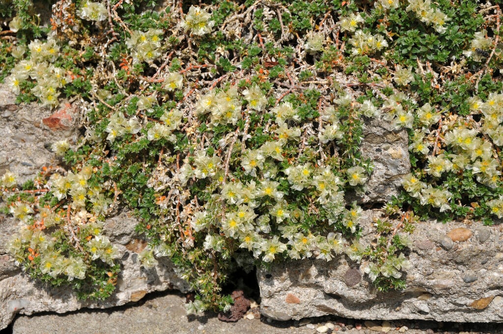 thyme-leaved nailwort