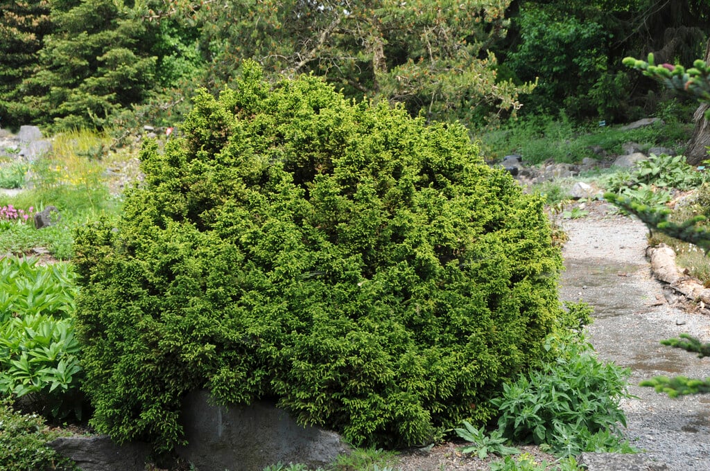 <i>Cryptomeria</i> <i>japonica</i> 'Lobbii'