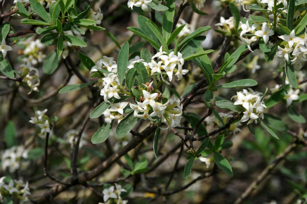 alpine daphne