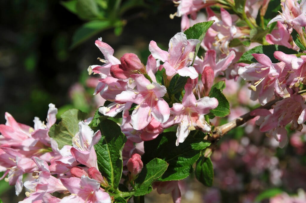 old-fashioned weigela