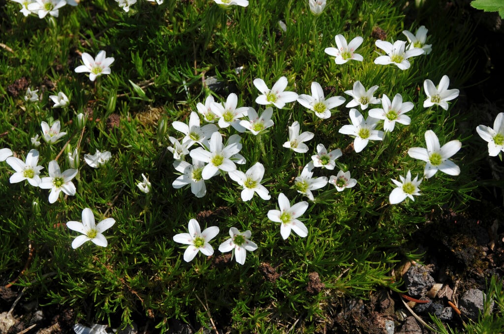 fescue sandwort