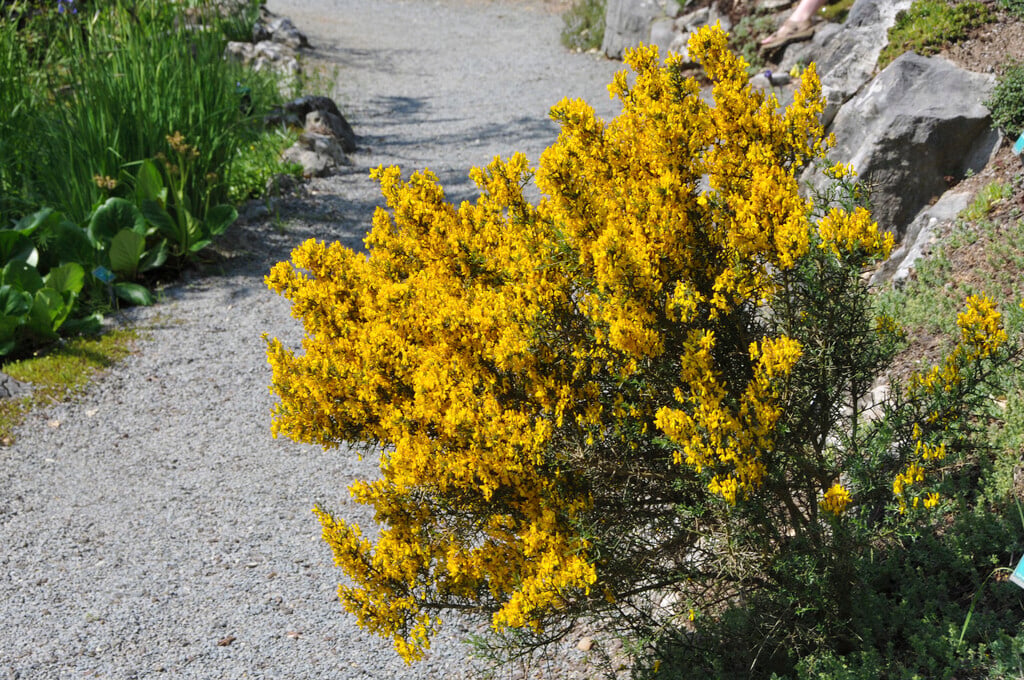 scorpion broom
