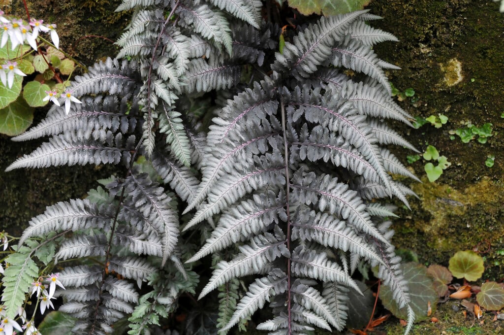 <em>Athyrium</em> <em>niponicum</em> var. <em>pictum</em> 'Pewter Lace'