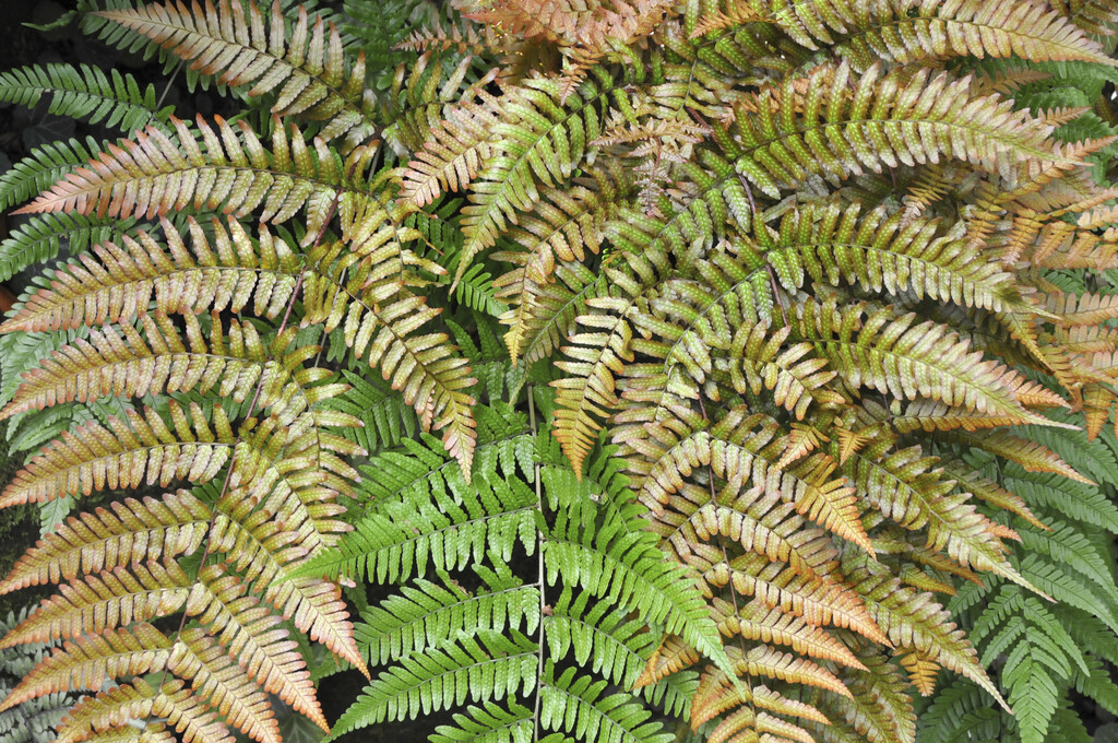 copper shield fern