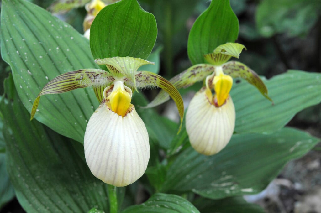 striped lady's slipper orchid