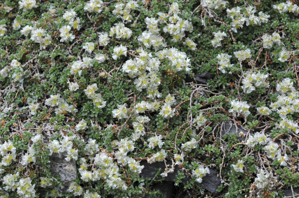 thyme-leaved nailwort