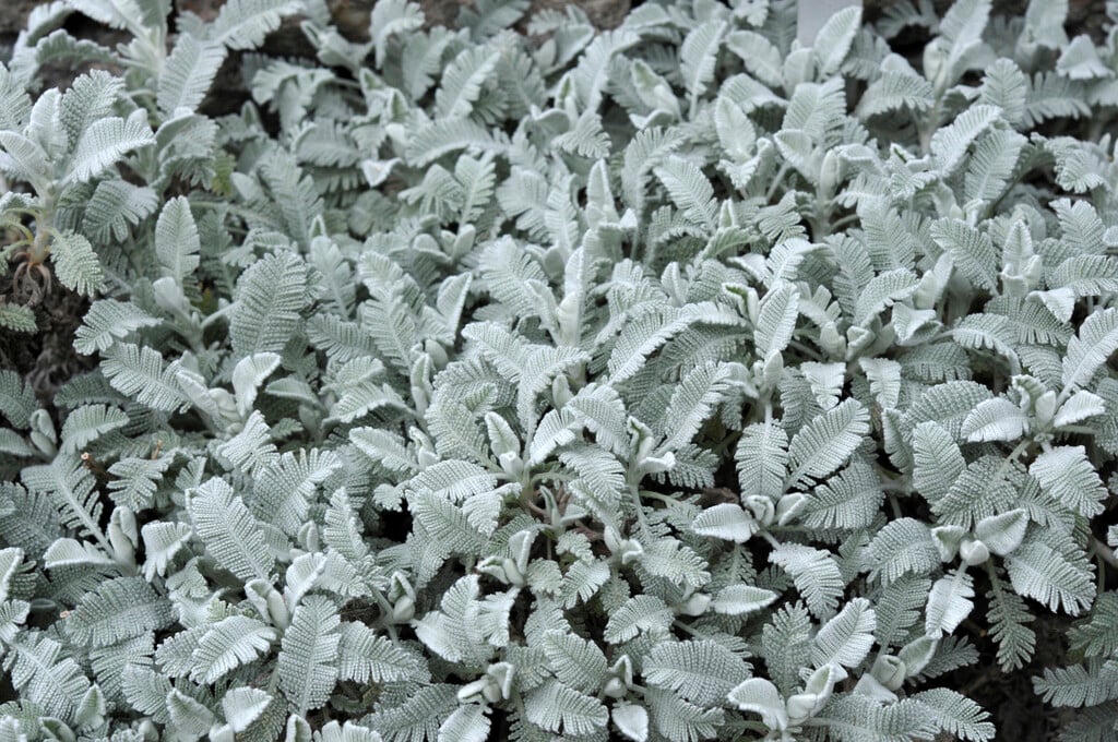 silver lace tansy