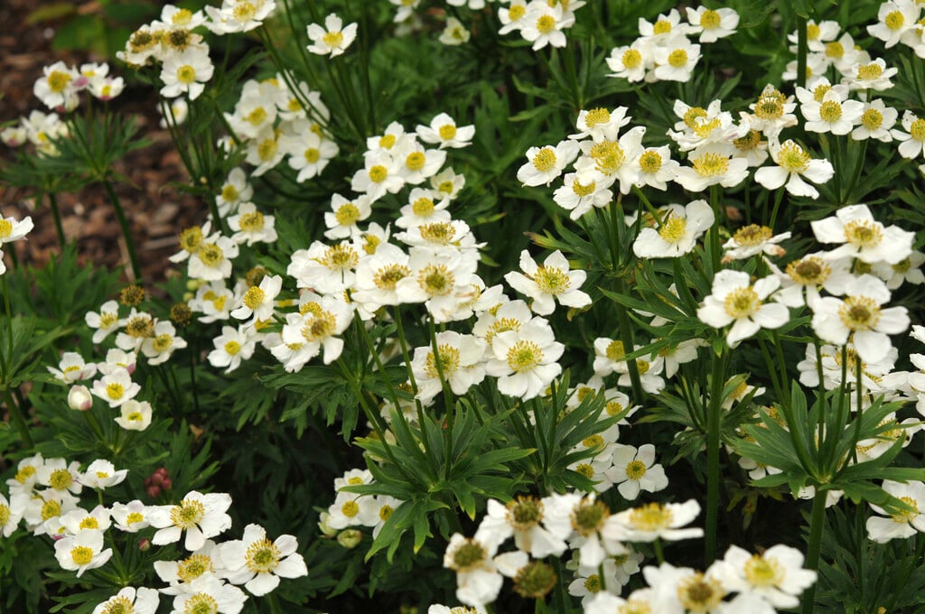narcissus-flowered anemone