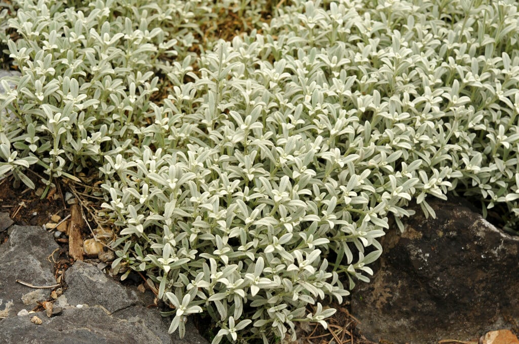 <i>Cerastium</i> <i>candidissimum</i>