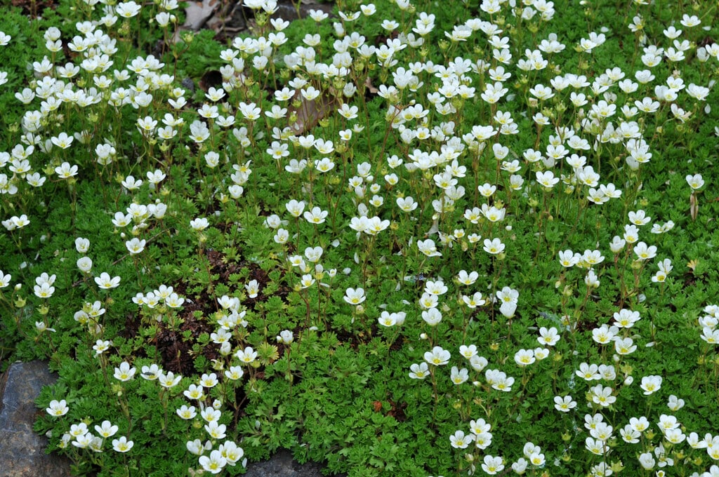 Catalan saxifrage
