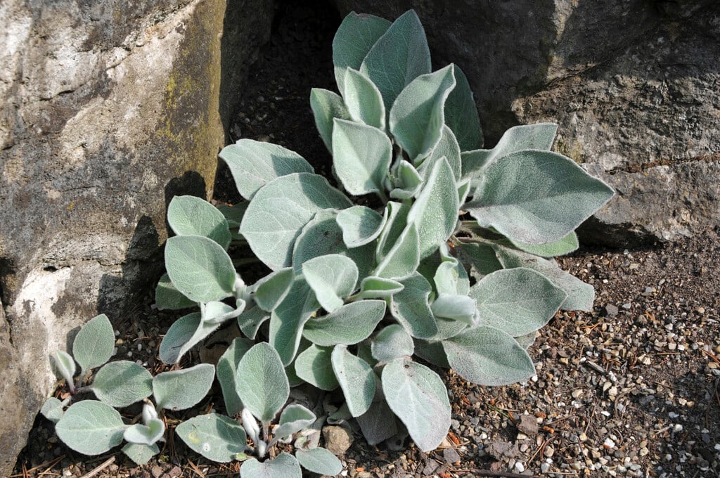 <i>Hieracium</i> <i>lanatum</i>