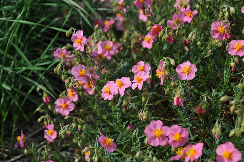 rock rose 'Lawrenson's Pink'