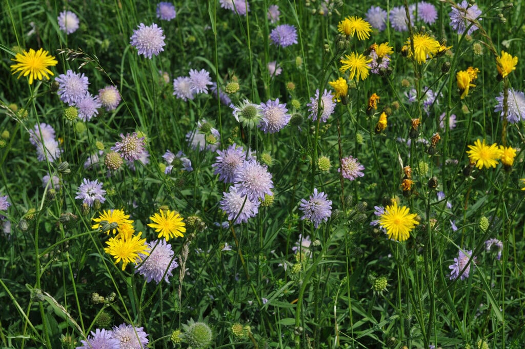 Knautia arvensis