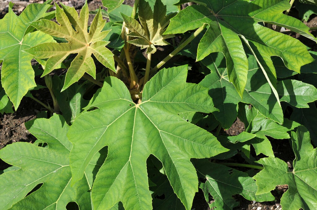 <i>Tetrapanax</i> <i>papyrifer</i> 'Steroidal Giant'