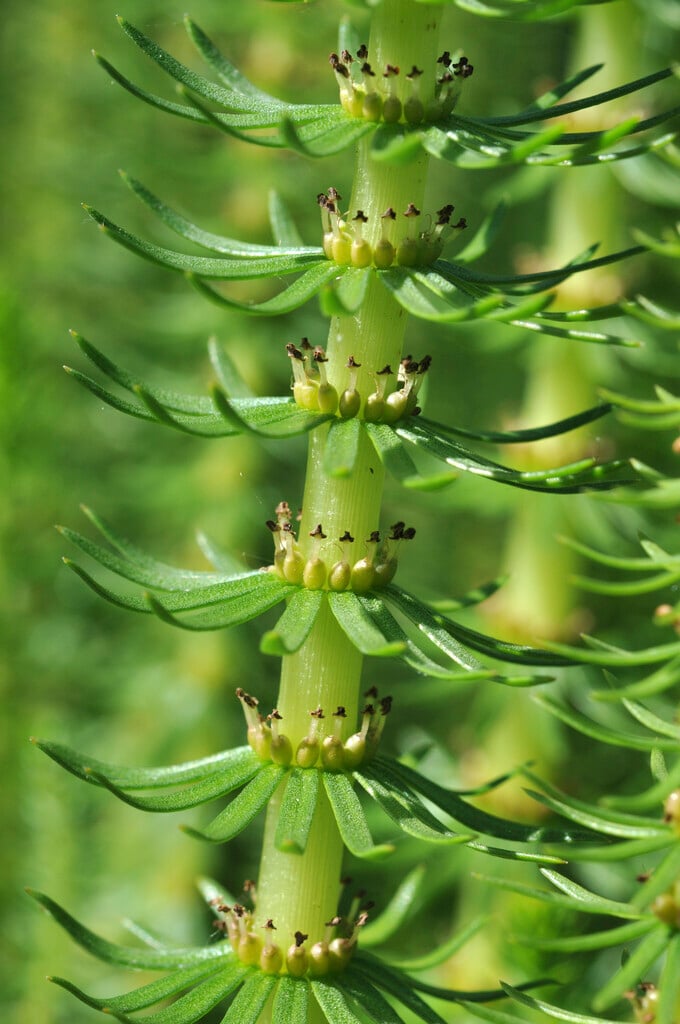 common mare's tail