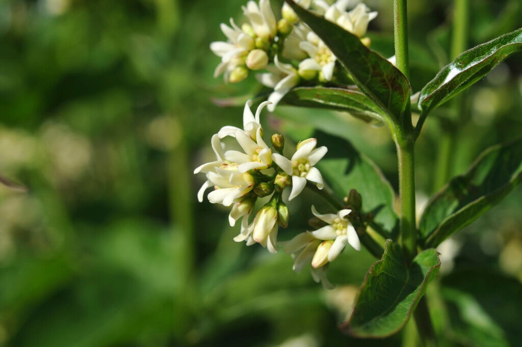 white swallow wort