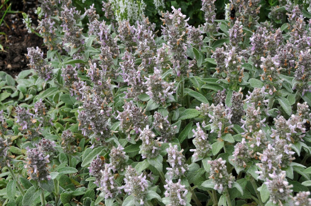 lamb's ear 'Silky Fleece'
