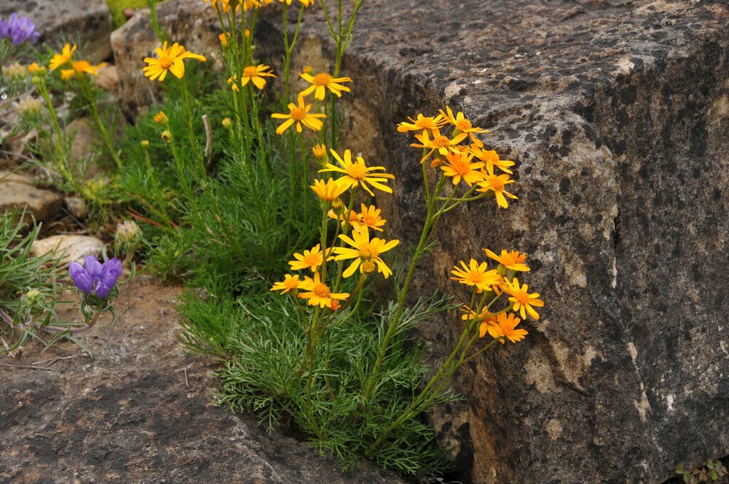 orange-flowered groundsel