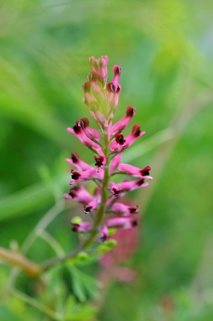 common fumitory