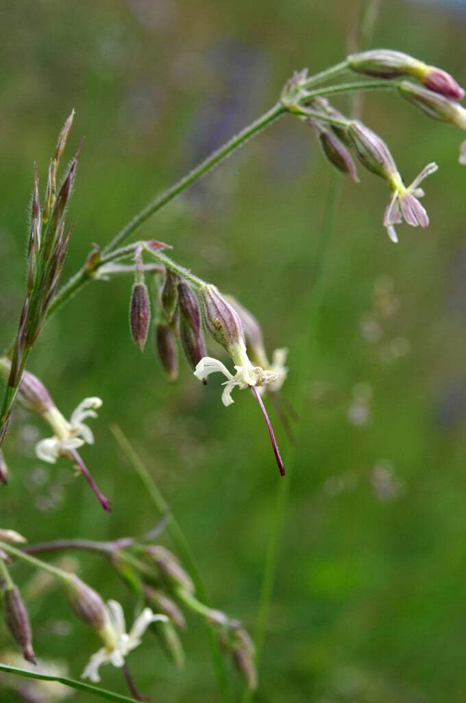 Nottingham catchfly