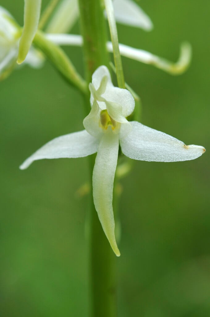 lesser butterfly orchid