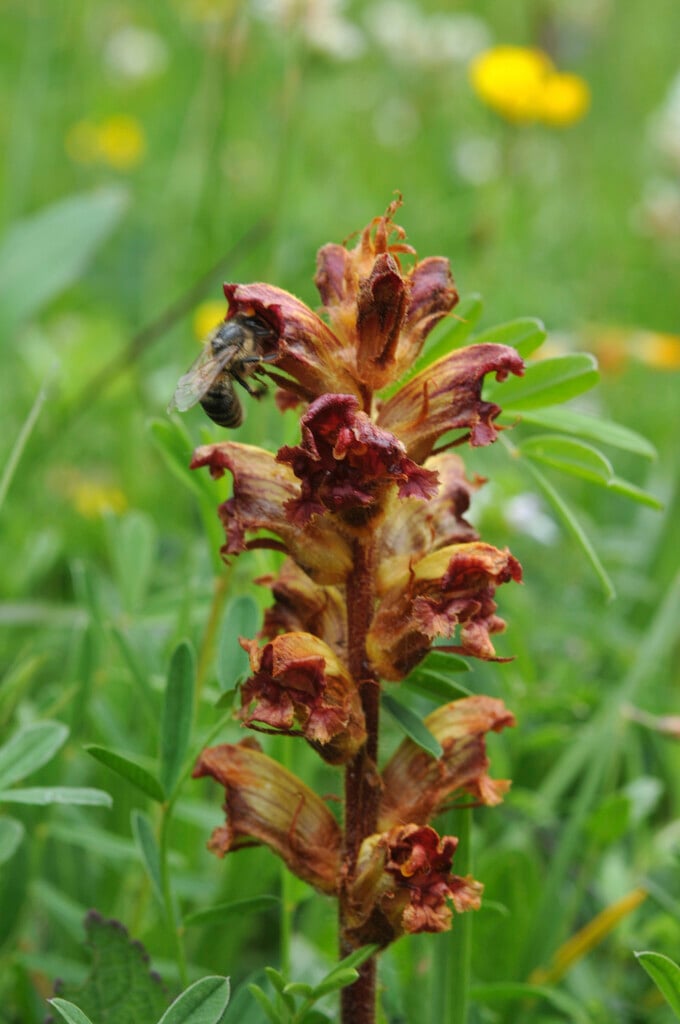 thyme broomrape