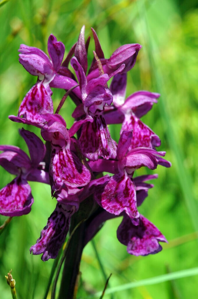 broad-leaved marsh orchid