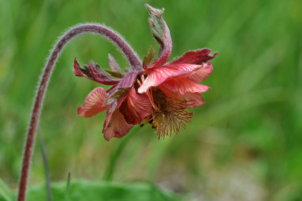 Geum rivale|water avens/RHS Gardening