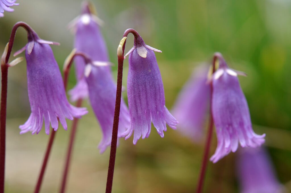 <i>Soldanella</i> <i>pusilla</i>