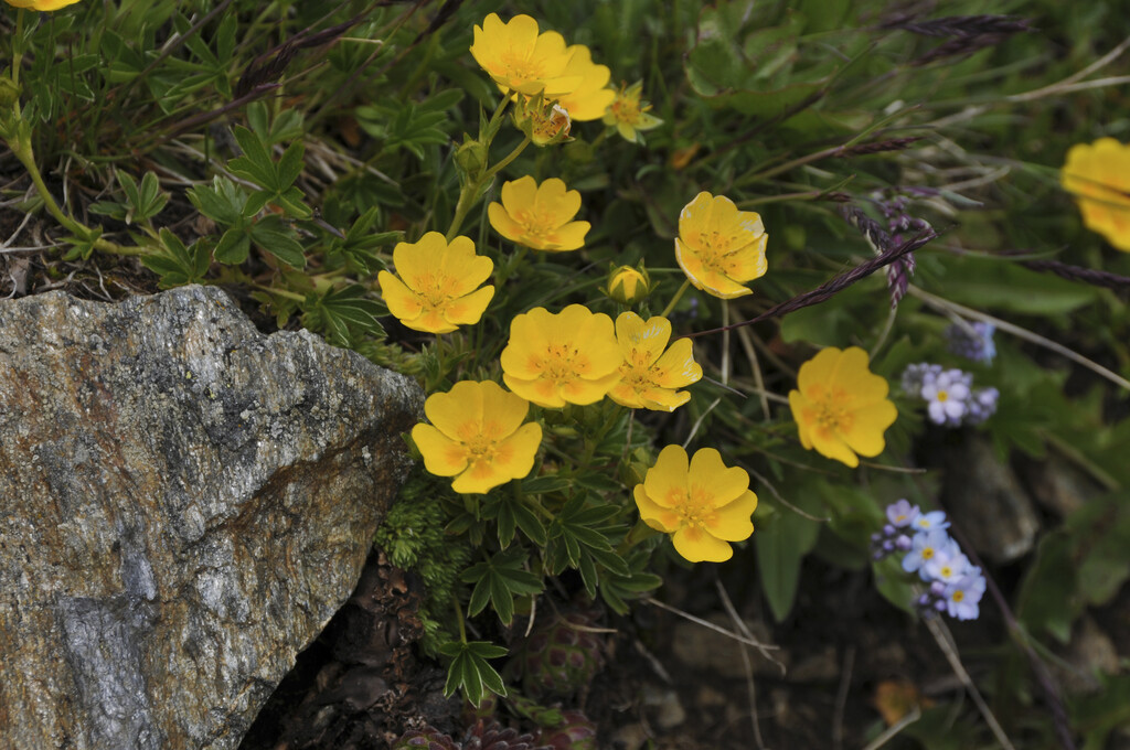 <em>Potentilla</em> <em>aurea</em>