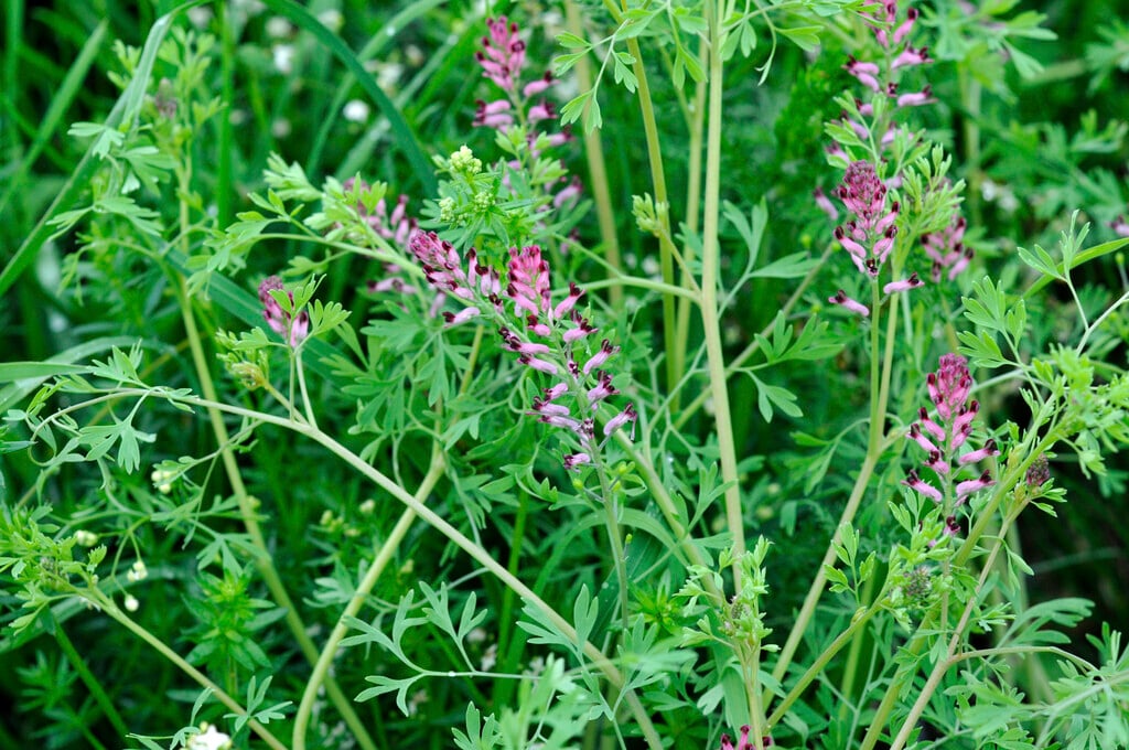 common fumitory