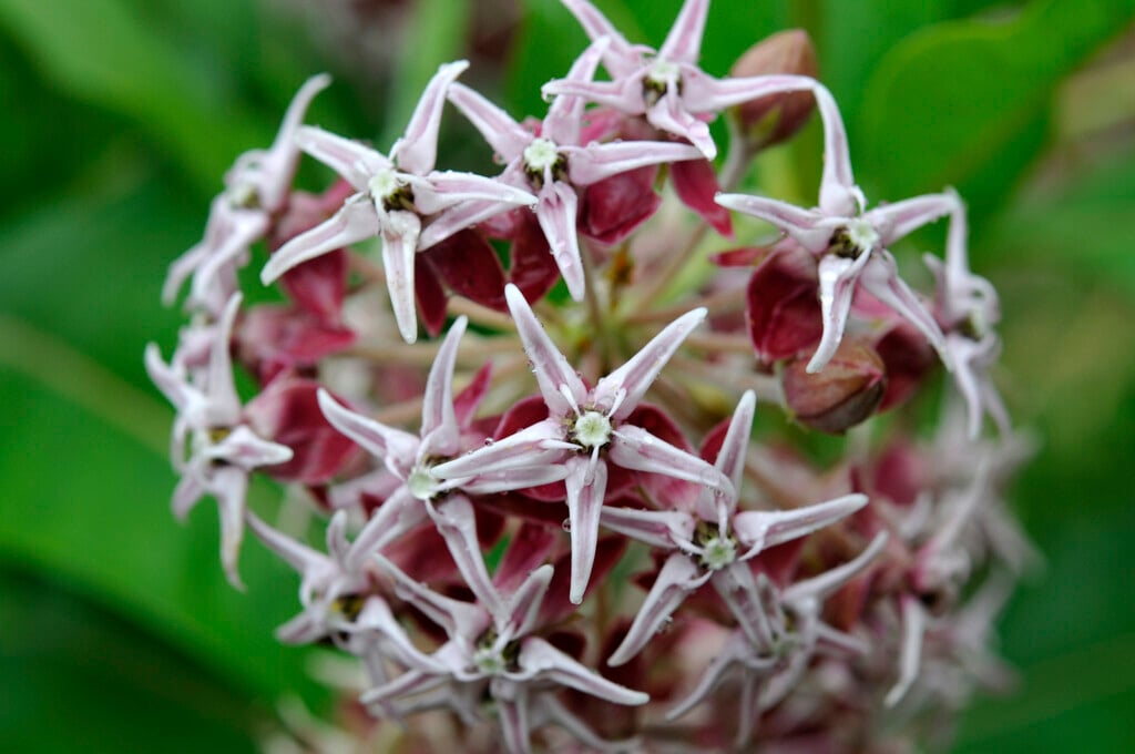 <i>Asclepias</i> <i>speciosa</i>