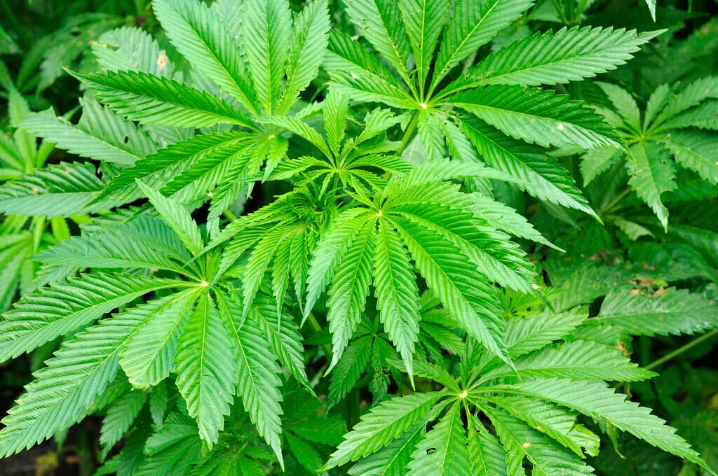 hemp