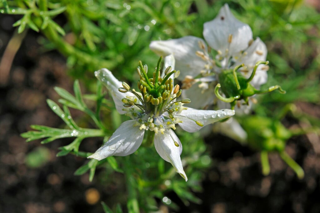 black cumin