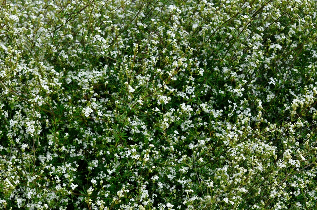 dyer's woodruff