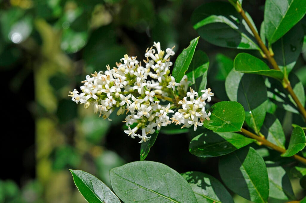 wild privet