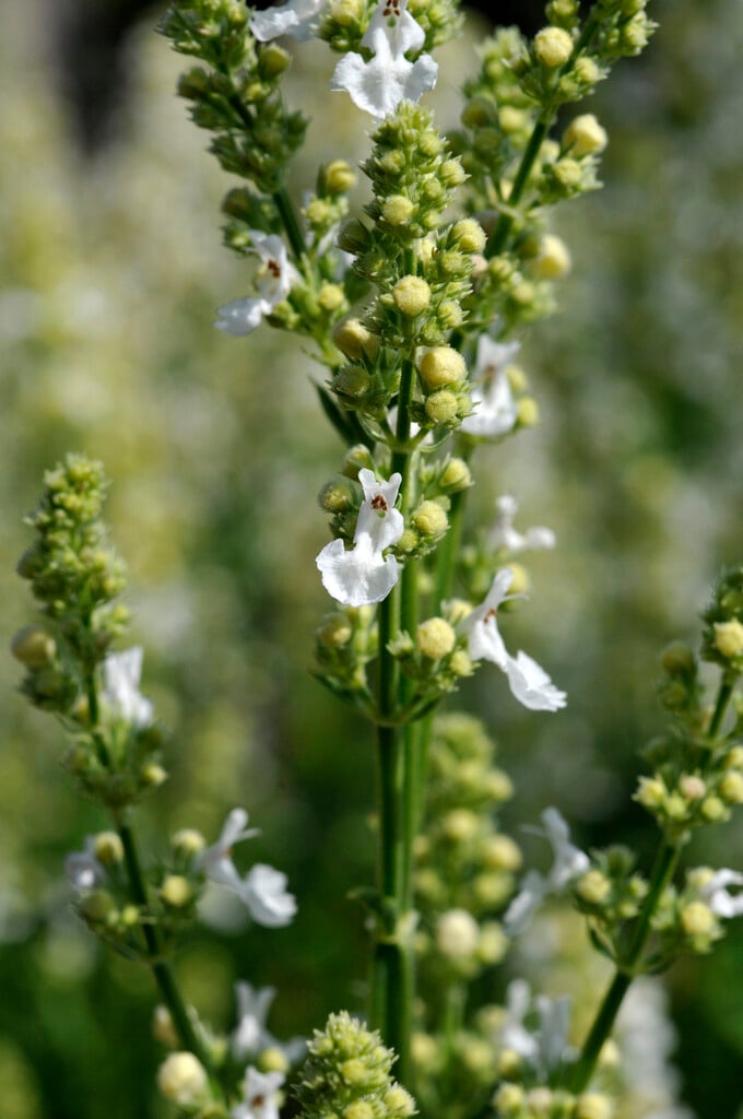 catmint 'Snow Cat'