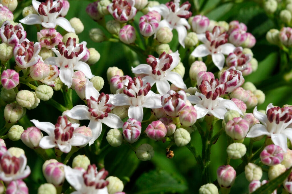 dwarf elder